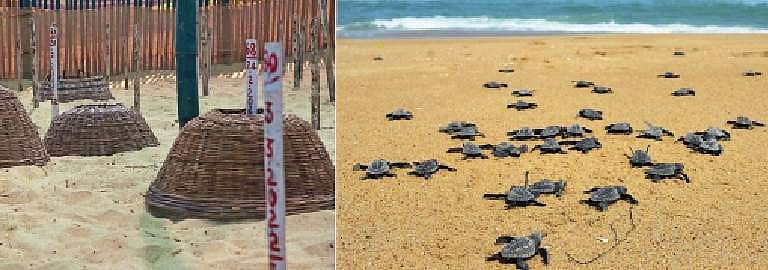 மூன்று மாதங்களில் கடலில் விடப்பட்ட21,000  ஆலிவ் ரிட்லி ஆமைக் குஞ்சுகள்
