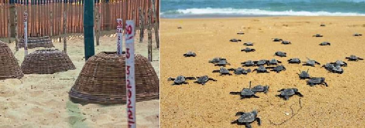 மூன்று மாதங்களில் கடலில் விடப்பட்ட21,000 ஆலிவ் ரிட்லி ஆமைக் குஞ்சுகள்
