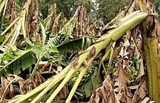 பெரியகுளத்தில் சூறைக்காற்றுடன் மழை: வாழை மரங்கள் முறிந்து சேதம்