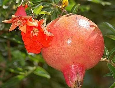 சுகம் தரும் சித்த மருத்துவம்: கோடைக்கேற்ற கனிகள் எது தெரியுமா?