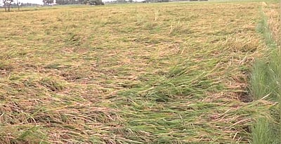 சூறைக் காற்றுடன் பெய்த மழையில் நெல் பயிா்கள் சேதம்