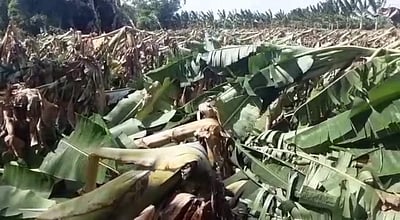 வள்ளியூரில் சூறைக்காற்றால் ஒரு லட்சம் வாழைகள் சேதம்!