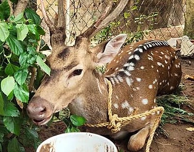 கிராமத்துக்குள் புகுந்த புள்ளி மான் மீட்பு