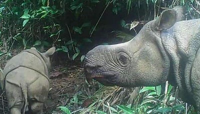 மயக்க மருந்து செலுத்தி வெட்டி எடுக்கப்படும் காண்டாமிருகத்தின் கொம்புகள்!