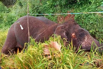 மின்சாரம் பாய்ந்து யானை பலி