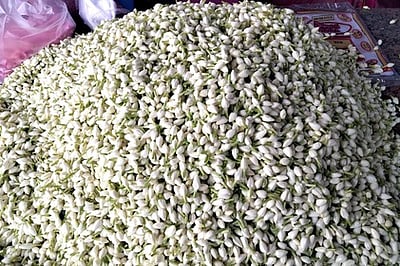 பரமத்தி வேலூரில் ரூ.350-க்கு  குண்டு மல்லிகை கிலோ ஏலம்