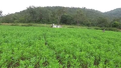 பச்சைக் கம்பளம் போர்த்தியது போல் காட்சியளிக்கும் சத்தியமங்கலம் புலிகள் காப்பகம்