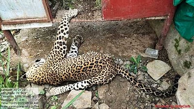 வால்பாறையில் சிறுத்தை மா்ம சாவு