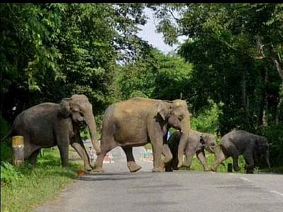 சரியான நேரத்தில் பிரேக்.. கடந்து சென்றது யானை: செம்ம விடியோ