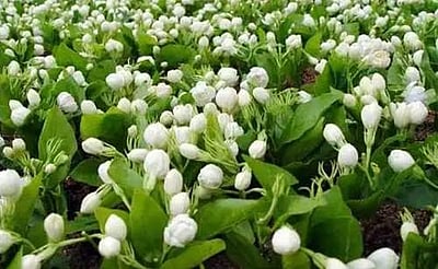 மதுரை மல்லிகைப் பூ விலை கடும் உயர்வு