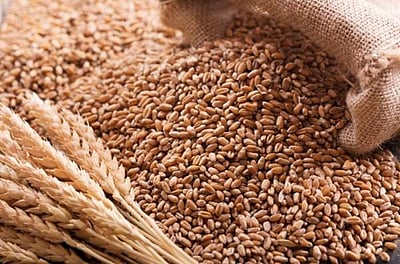 கோதுமை ஏற்றுமதிக்கு தடை: -  காரணம் என்ன?