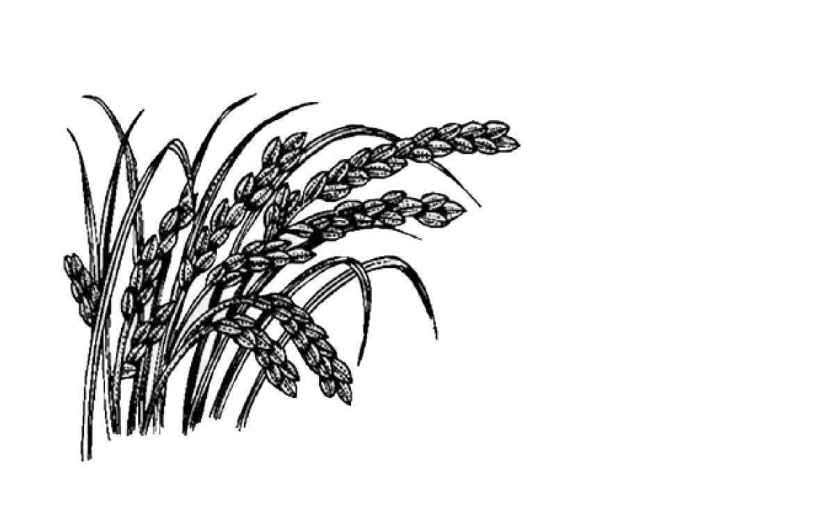 நெல்விடு தூது