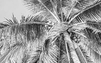 நாமகள் இலம்பகத்தில் நாட்டு வளப்பம்! 