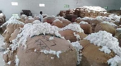 புதிய உச்சம் தொட்ட பருத்தி விலை