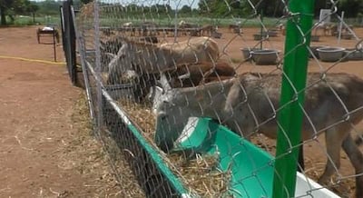 பட்டதாரி இளைஞர் தொடங்கிய கழுதைப் பண்ணை!