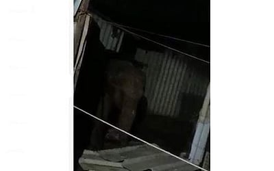 கோவை தடாகம் அருகே மளிகைக் கடை ஷட்டரை உடைத்து உணவு பொருள்களை சாப்பிட யானைகள் கூட்டம்