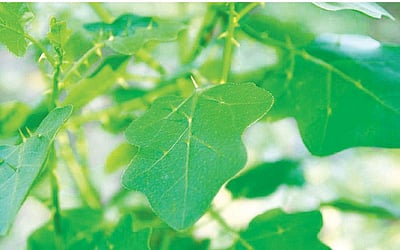 ஆஸ்துமாவுக்கு இயற்கை வைத்தியம்