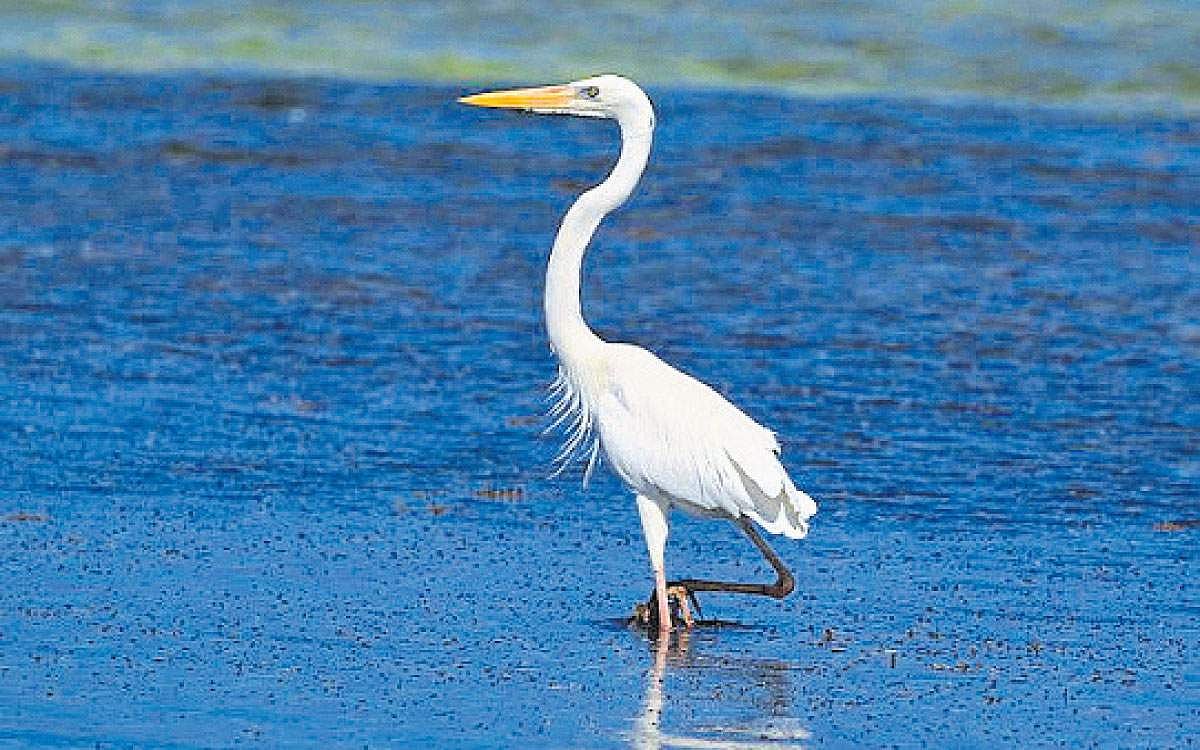 அங்கிள் ஆன்டெனா