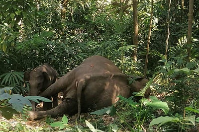 ஒடிசாவில் ரயிலில் அடிபட்டு 3 யானைகள் பலி