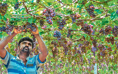 படித்தது பொறியியல் பயிரிடுவதோ பன்னீர் திராட்சை