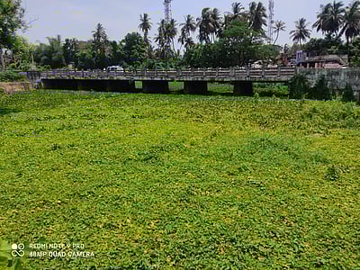 கூத்தாநல்லூர்: வெண்ணாற்றையே மறைத்த வெங்காயத் தாமரை