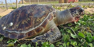 உலக ஆமை தினம்