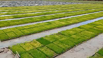 தஞ்சாவூரில் நாற்றங்கால் தயாரிக்கும் பணியில் விவசாயிகள் மும்முரம்