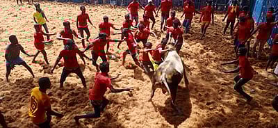 கட்டிகுளம் கோயில் விழா ஜல்லிக்கட்டில் சீறிப் பாய்ந்த காளைகளை அடக்கிய இளம் காளையர்கள்