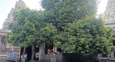காஞ்சிபுரம் ஏகாம்பரநாதர் கோயில்: 4 சுவையுடைய அதிசய மாமரம் காய்க்கத் தொடங்கியது
