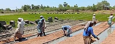 தஞ்சை: விதை நெல் விலை உயர்வு; விவசாயிகள் வேதனை
