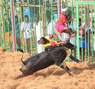 துவாக்குடியில் ஜல்லிக்கட்டு; 39 போ் காயம்