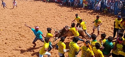 மானாமதுரை அருகே பெரும்பச்சேரியில்  ஜல்லிக்கட்டு 20 வீரா்கள் காயம்