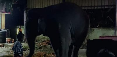 மதுரையில் உரிய ஆவணம் இல்லாமல் யானை வளர்ப்பு: யானையை மீட்டு முகாமுக்கு அனுப்பிவைப்பு