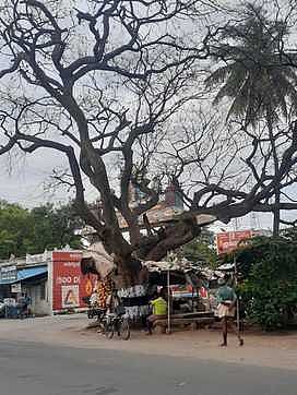 சின்னமனூா்  தேசிய நெடுஞ்சாலையில் பட்டுப்போன மரத்தை அகற்றக் கோரிக்கை