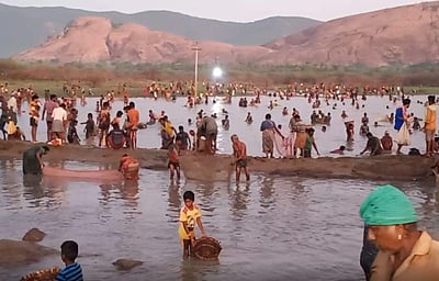 மதுரை மேலூர் அருகே நடைபெற்ற பாரம்பரிய மீன்பிடித் திருவிழா (விடியோ)