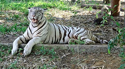 வண்டலூரில் வெள்ளைப் புலி தாக்கி ஊழியர் காயம்