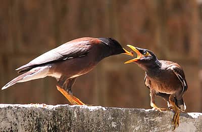 மனிதர்கள் மட்டுமல்ல...வெப்ப அலையால் பாதிக்கப்படும் பறவைகள்!