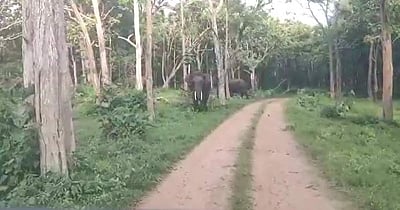 நீலகிரி: முதுமலை வனப்பகுதியில் வனத்துறையினருடைய வாகனத்தை விரட்டிய காட்டு யானை