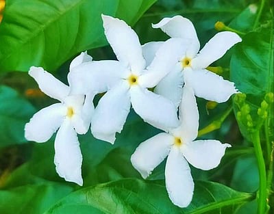 கோடையில் தொடர்மழை: பூத்துக்குலுங்கும் மலர்கள்