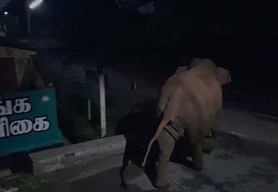 கோவை: வனத்துறையினரை மிரட்டிய 'பாகுபலி' காட்டு யானை!