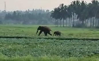 ஒசூரில் குட்டியுடன் சுற்றி வரும் தாய் யானை