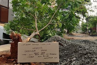 பச்சை மரங்கள் வேரோடு அகற்றம்: பொதுமக்கள் வேதனை