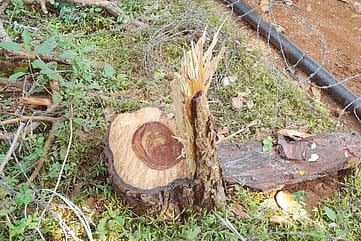 மணப்பாறை அருகே செம்மரம் வெட்டிக் கடத்தல்