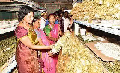 பட்டுப்புழு, காளான் வளா்ப்புக்காக ரூ. 10 லட்சத்தில் கூடாரம் அமைக்கும் பணி