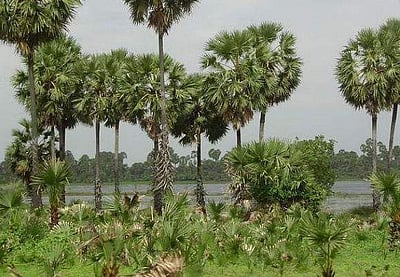 100 நாள்கள் வேலை திட்டத்தில் பனை மரங்களை நடக் கோரி வழக்கு