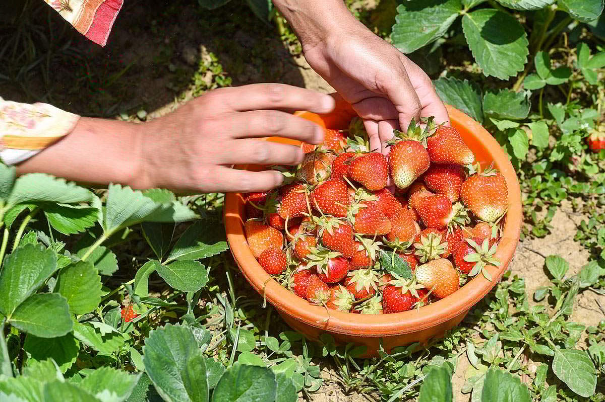ஸ்ட்ராபெர்ரி பழமானது செல் அழிவை தடுக்கவும், தோலின் வறட்சியைப் போக்கவும் பெரிதும் உதவுகிறது.