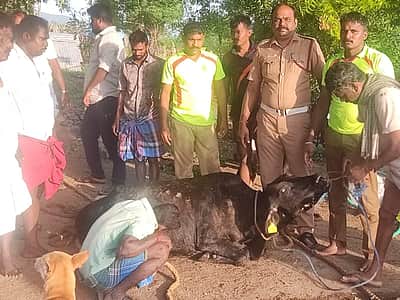 ஆணையாம்பட்டியில் விவசாயக் கிணற்றில் தவறி விழுந்த பசு மீட்பு