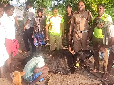 ஆணையாம்பட்டியில் விவசாயக் கிணற்றில் தவறி விழுந்த பசு மீட்பு