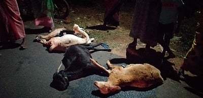 கறம்பக்குடி அருகே காா் மோதி 8 ஆடுகள் பலி