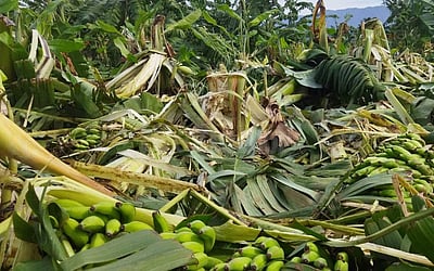 விவசாய நிலத்தில் புகுந்த காட்டு யானை கூட்டம்: வாழைகள் நாசம்